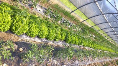 particolare di metodo senza canne per sostenere pomodori