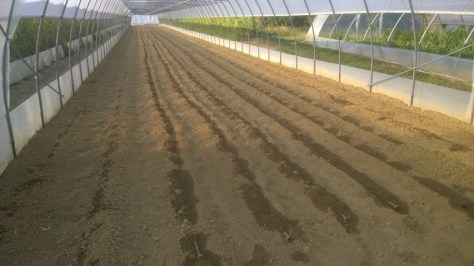 Carote appena seminate